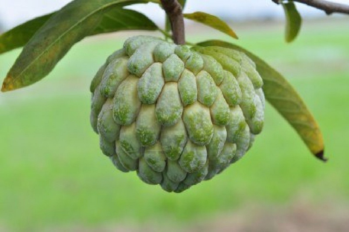 Custard Apple In Hindi